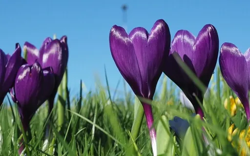 Handpan - Purple Love