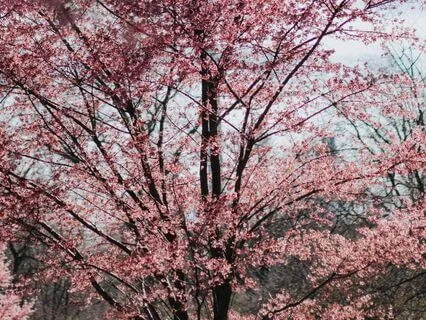 Hands-Free Nadi Shodhana (With Music)