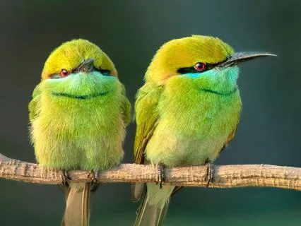 Hands On The Heart: Usui Reiki For You And Your Animals