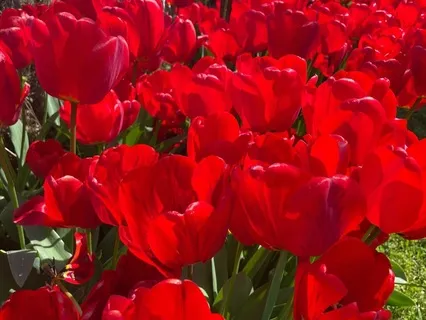 Hang Drum And Violin Relaxation