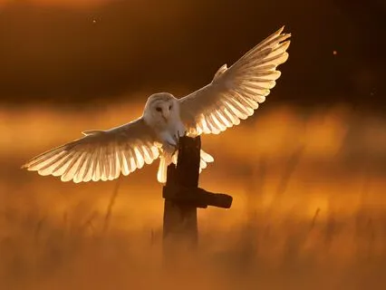 Happiness Dance of the Spirit Animals