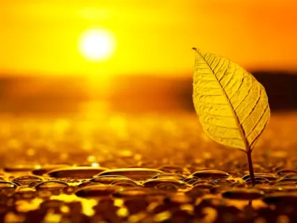 Happiness Frequency - The Golden Wave Soothing Music