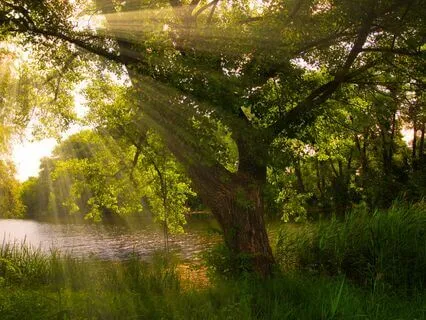 Happiness Harmony: Music For Stress-Free Living