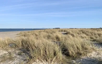 Happiness In The Wind