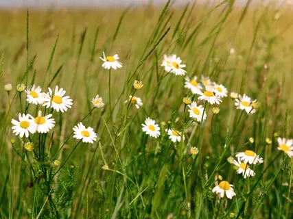 Cultivate Happiness (Short)