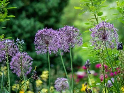 Happiness Today, Not Tomorrow (Beginners' Practice)