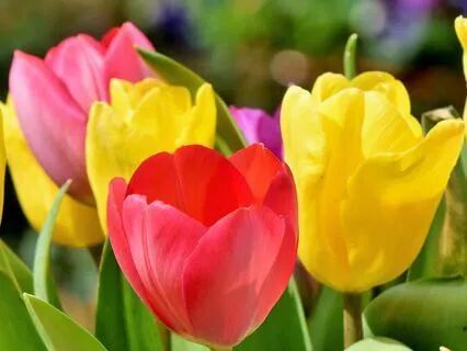 Happiness Within: A Practice For Joy And Peace