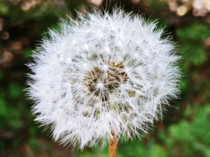 Happy & Free - Lokashema Mantra Practice