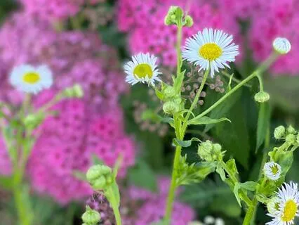 Happy Cheeks A Moving Meditation, Destress To Tranquility