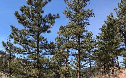 Happy (Daily Practice)