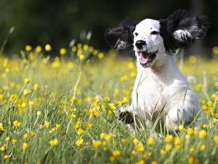 Happy Dog In The Park Energy