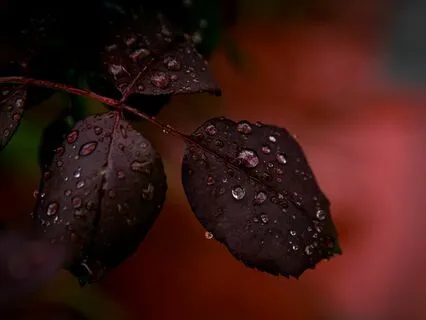 Happy Rain - 396 Hz Solfeggio Frequency