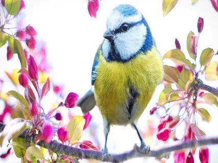 Happy, Singing Birds