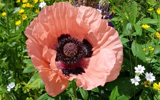 Har Hare Hari Wahe Guru