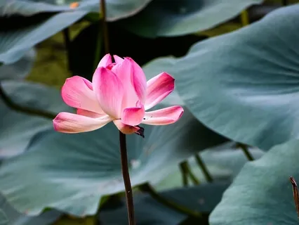 Hara Alignment, Soul Purpose Reconnection