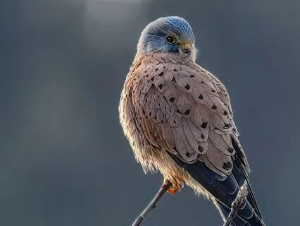 Harmonic Abundance – Subliminal Symphony Of Nature