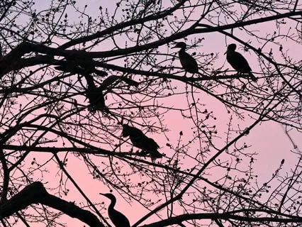 Harmonic Flute with Bird Song in the Forests