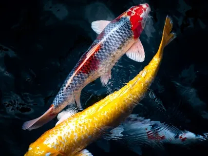 Harmonise Yin And Yang Energy - Subliminals To Change Your Life