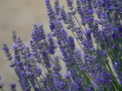 Harmonising Your Feelings Around Conflict