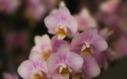 Harmonize Love And Relationships 777Hz