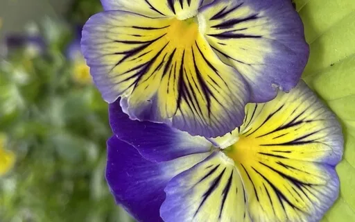 Harmonize The New Day