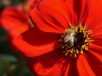 Harmonize With Nature - Amma