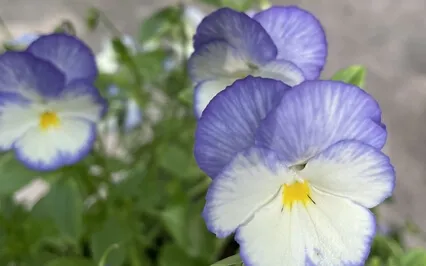 Harmonizing Anxiety And Fear With Jin Shin Jyutsu