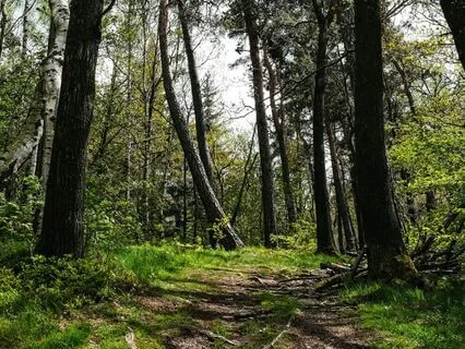 Harmony Beneath The Oaks