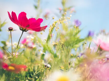 Harmony - Delta Frequency (Binaural beat)