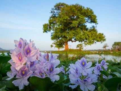 Harmony Haven: Calm Your Heart