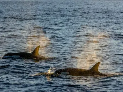 Breathe In Harmony: A Journey To Balance