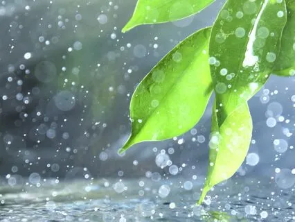 Harmony in Rain: Serene Piano Melodies for Relaxation