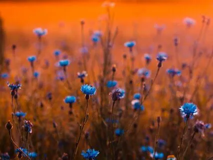 Harmony In Sound, Peace In Soul: All 9 Solfeggio Frequencies