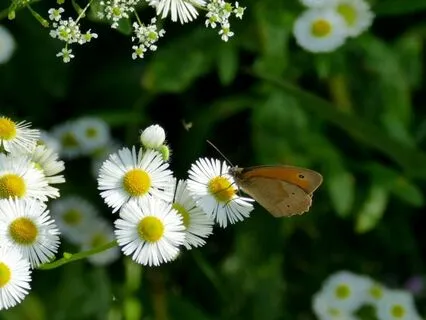 Harmony In The Meadow