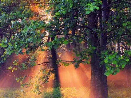 Harmony Of Healing: Soothing Sounds