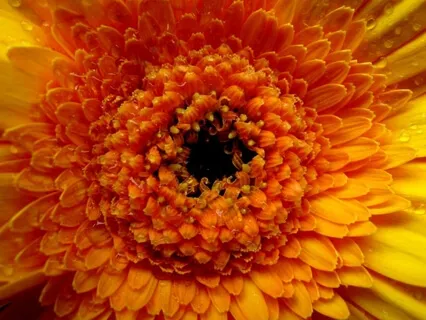 Harmony of Love Piano