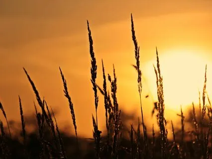 Harmony Of The Elements