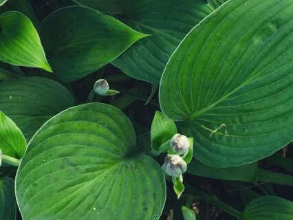 Harmony Of Tranquil Leaves