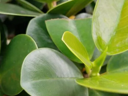 Harmony's Embrace: Serene Harp Melodies for Meditation