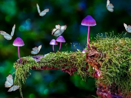 "Harmony Within: Grounding And Expanding Meditation"