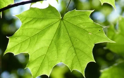 Harmony Within - Meditation Music with 174 Hz