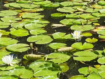 Harmony Within With This Chant Meditation