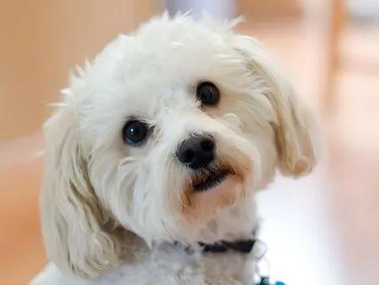 Harold's 1st Haircut (Bedtime Story)