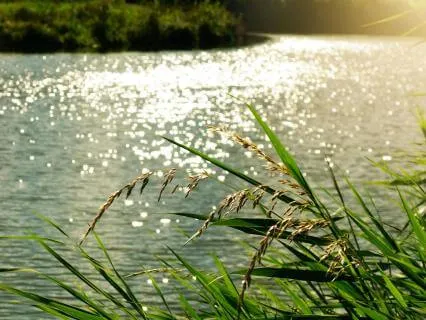 Harp And River For Sleeping