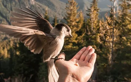 Harp Angelical Music To Be At Peace, Meditate And Study