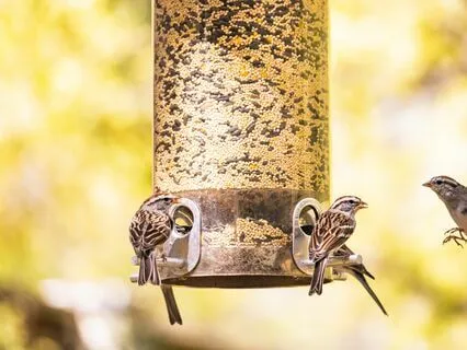 Harp: Birds At The Window