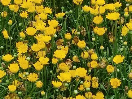 Harp Melody for Calmness and Hope