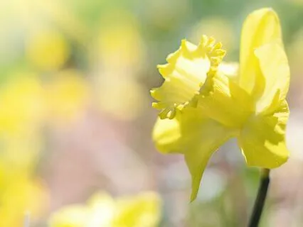 Harp Music For Relaxation And Stress Relief