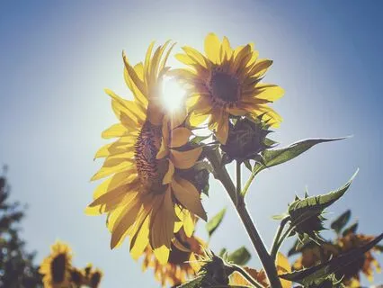 A Month Of Musical Uplift - Day 29 - Flower