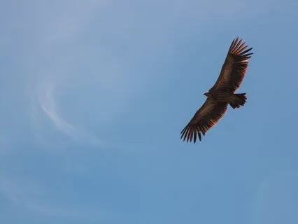 A Month Of Musical Uplift - Day 26 - Fly